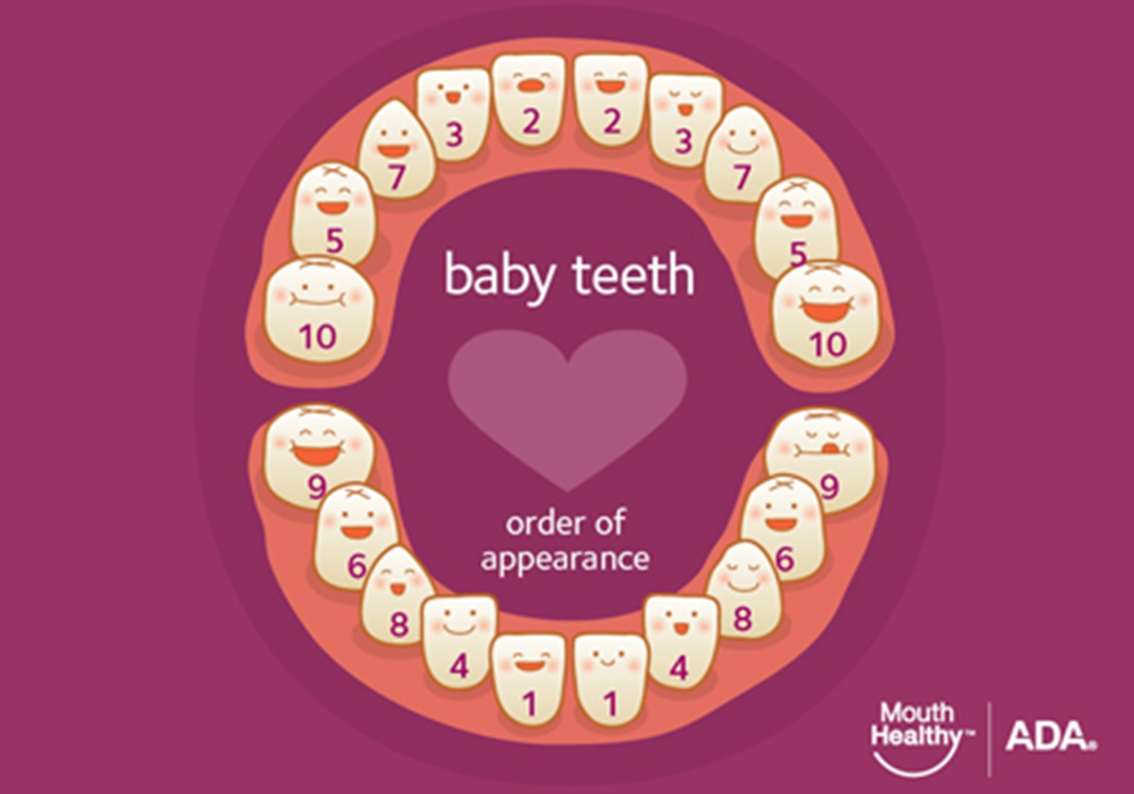 Baby Teeth eruption chart