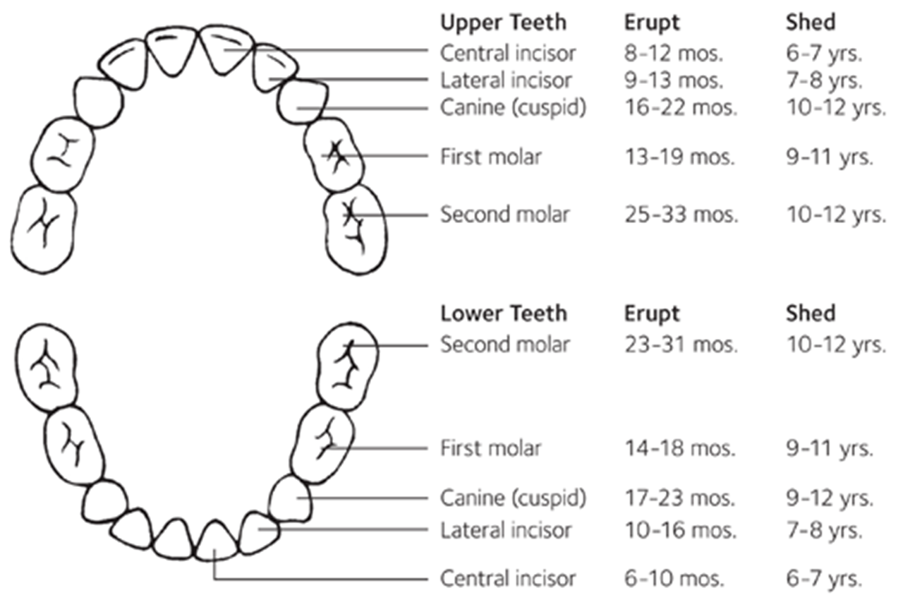 Primary Teeth Eruption Chart