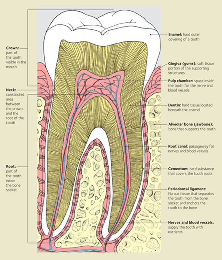 Tooth MouthHealthy Oral Health Information from the ADA