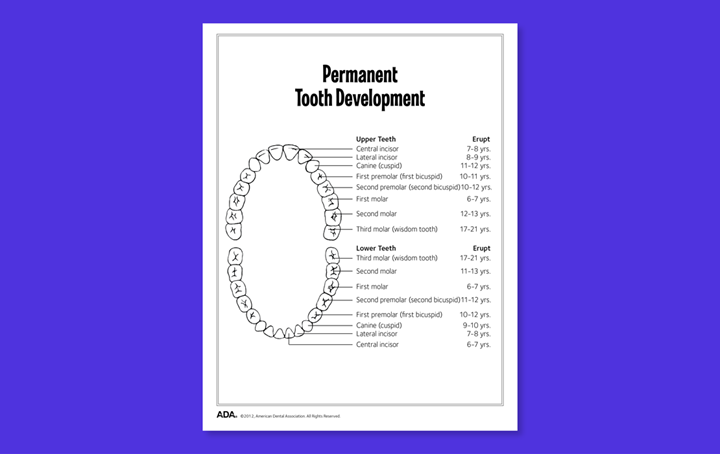 Diagram showing permanent teeth development