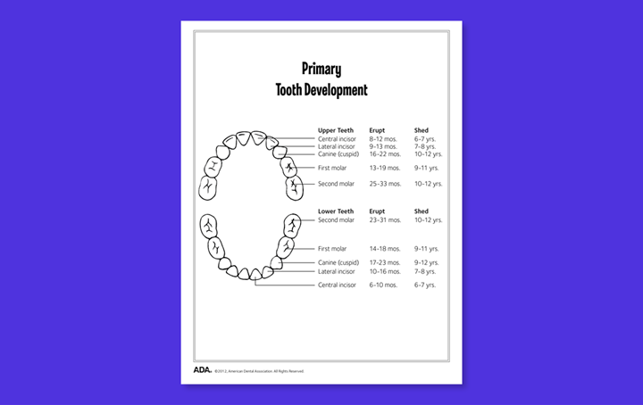 Diagram showing baby teeth development
