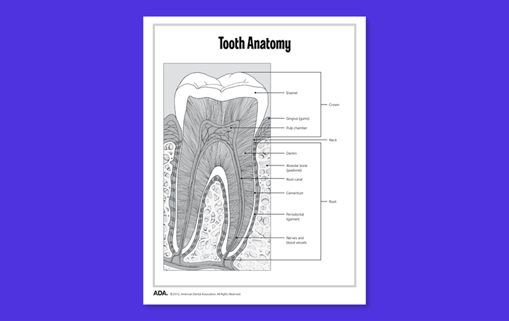 Tooth anatomy diagram (cross-section)