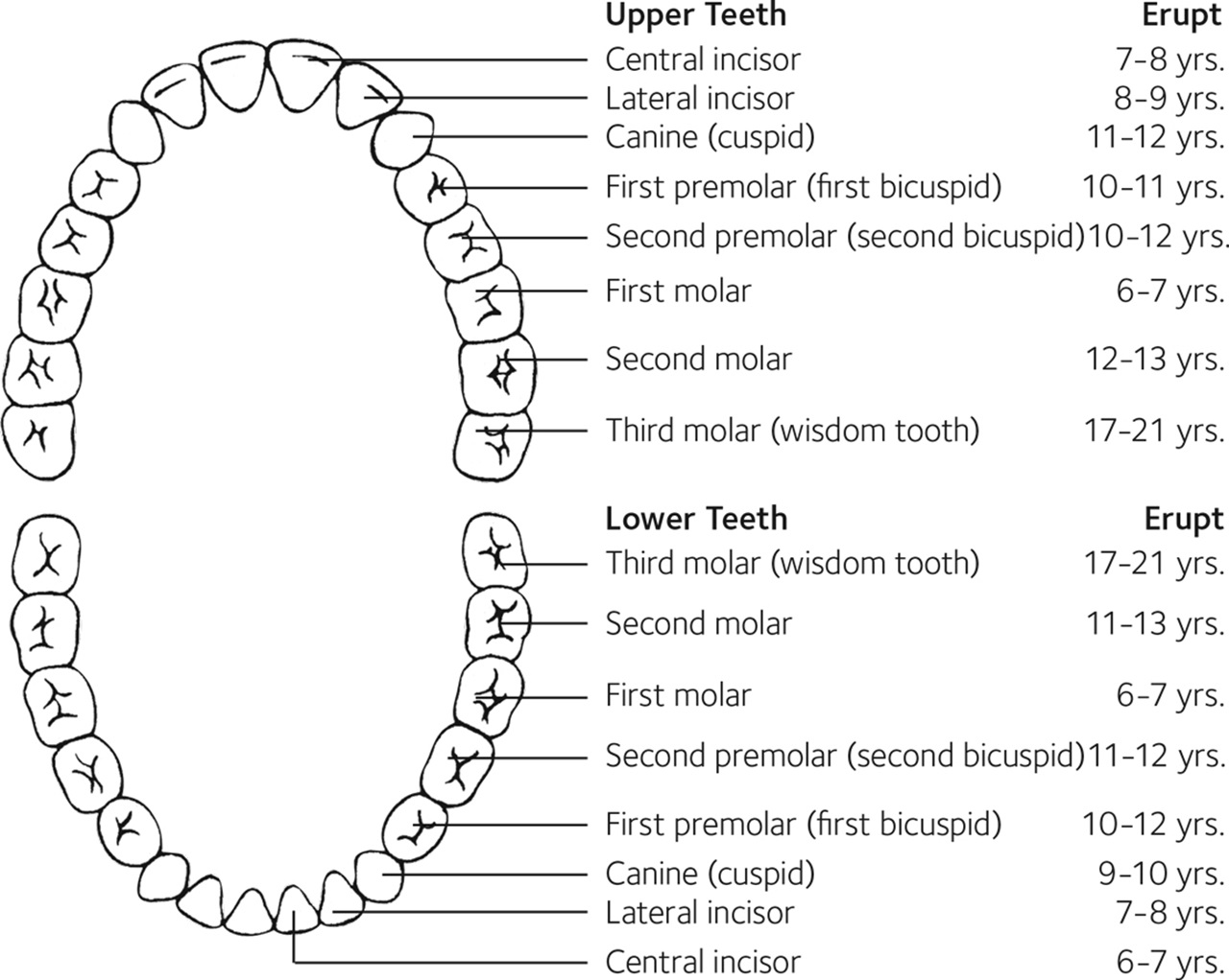 what age do canine teeth fall out