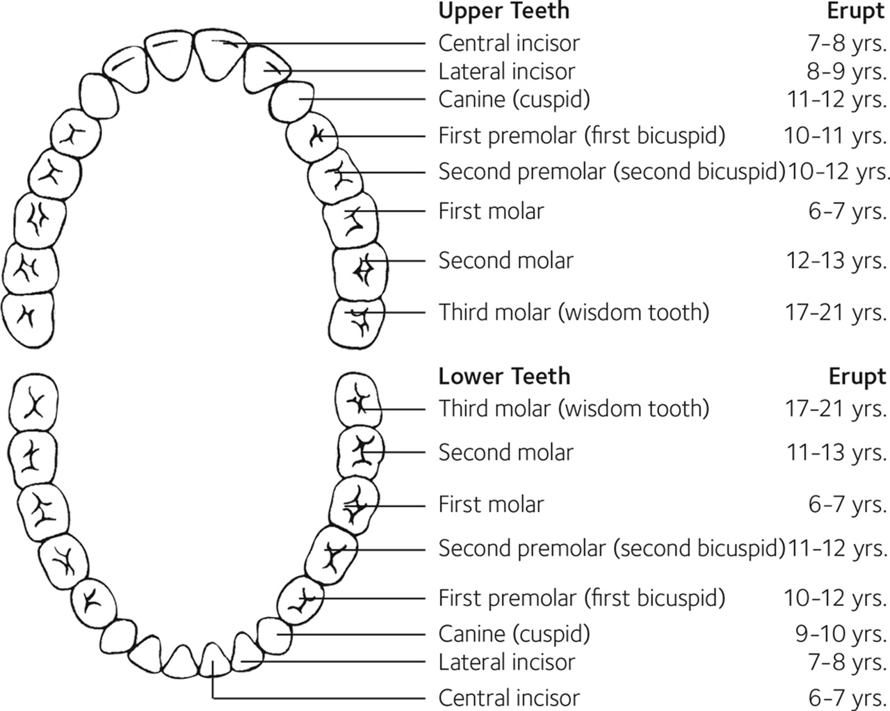 MouthHealthy Permanent Tooth Chart