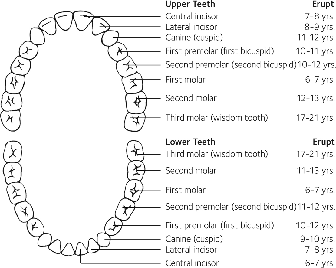 Eruption Charts  MouthHealthy - Oral Health Information from the ADA