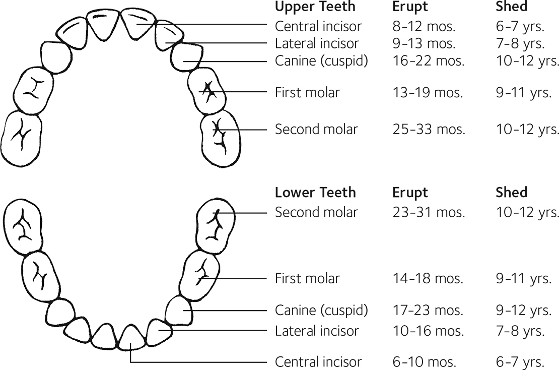 Eruption Charts  MouthHealthy - Oral Health Information from the ADA