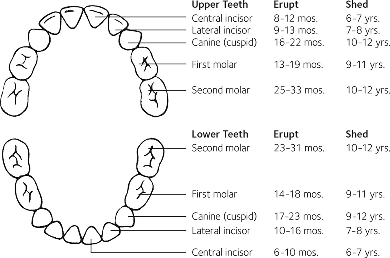 MouthHealthy Primary Tooth Chart