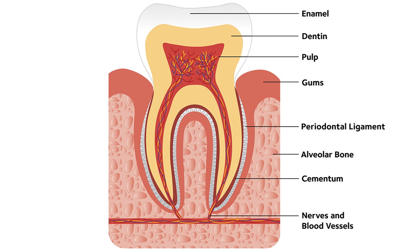 MouthHealthy tooth anatomy diagram